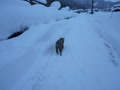大大雪散歩！