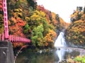 秋田県由利本荘市の法体の滝の紅葉🍁です。小雨が降る中行ってきてキレイでした☺️
